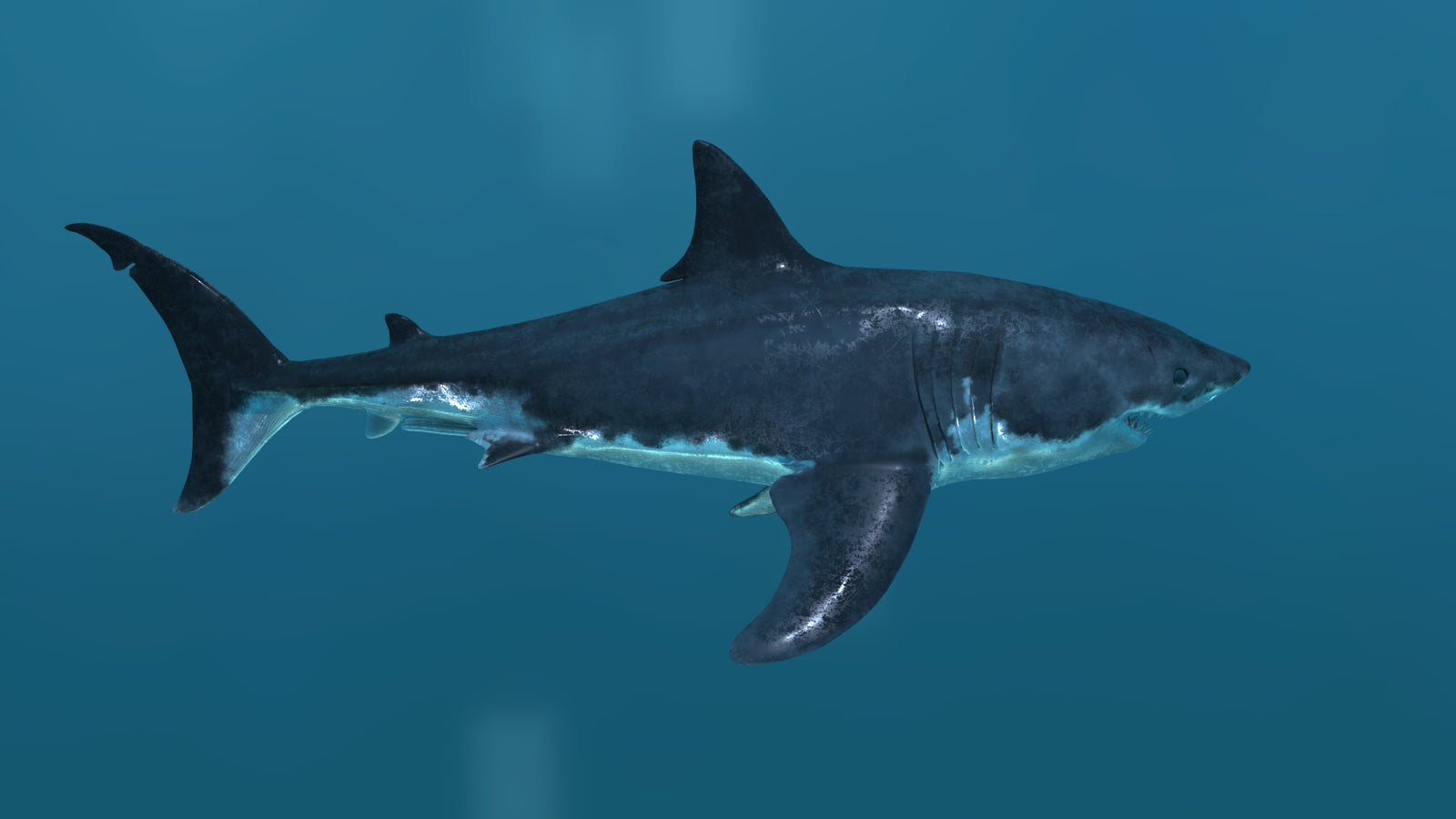 Animated Great White Shark 3D Model 360° view 2 frame 18