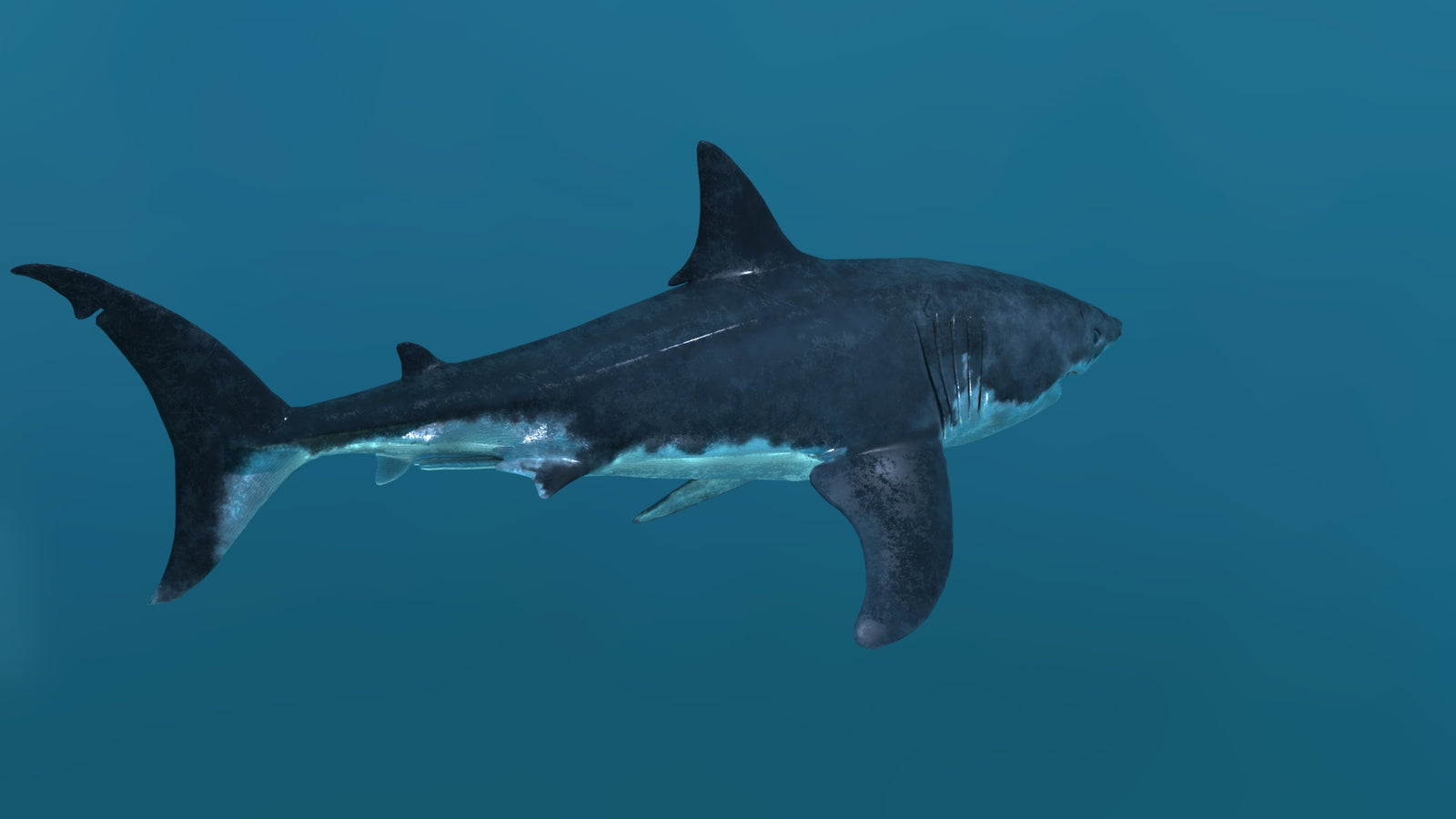 Animated Great White Shark 3D Model 360° view 2 frame 21
