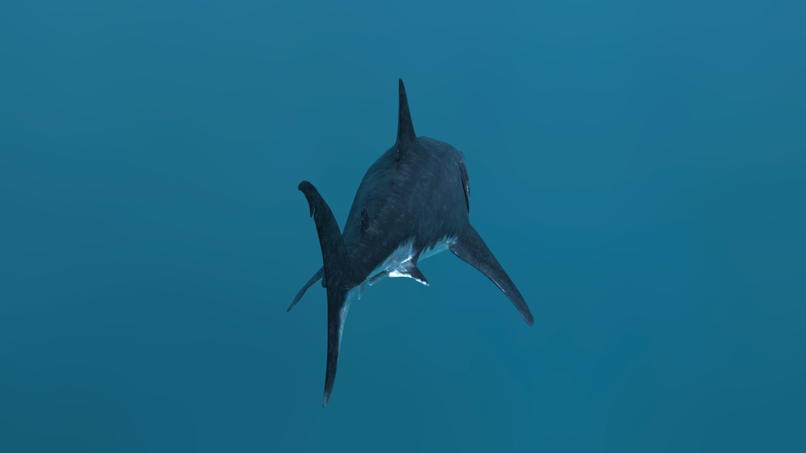 Animated Great White Shark 3D Model 360° view 2 frame 26