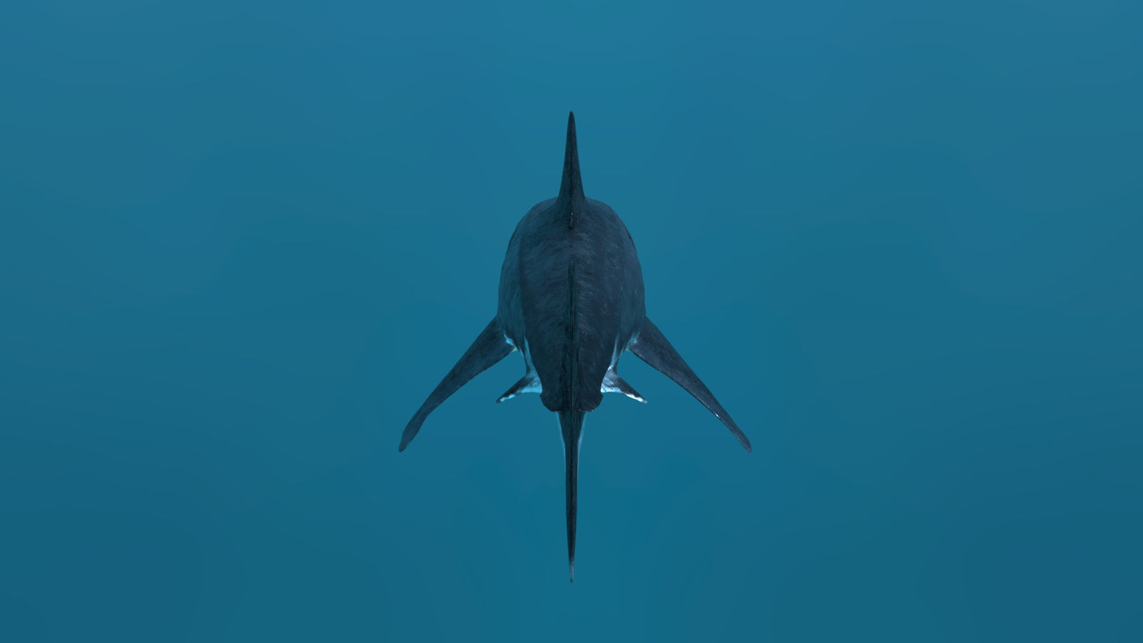 Animated Great White Shark 3D Model 360° view 2 frame 27