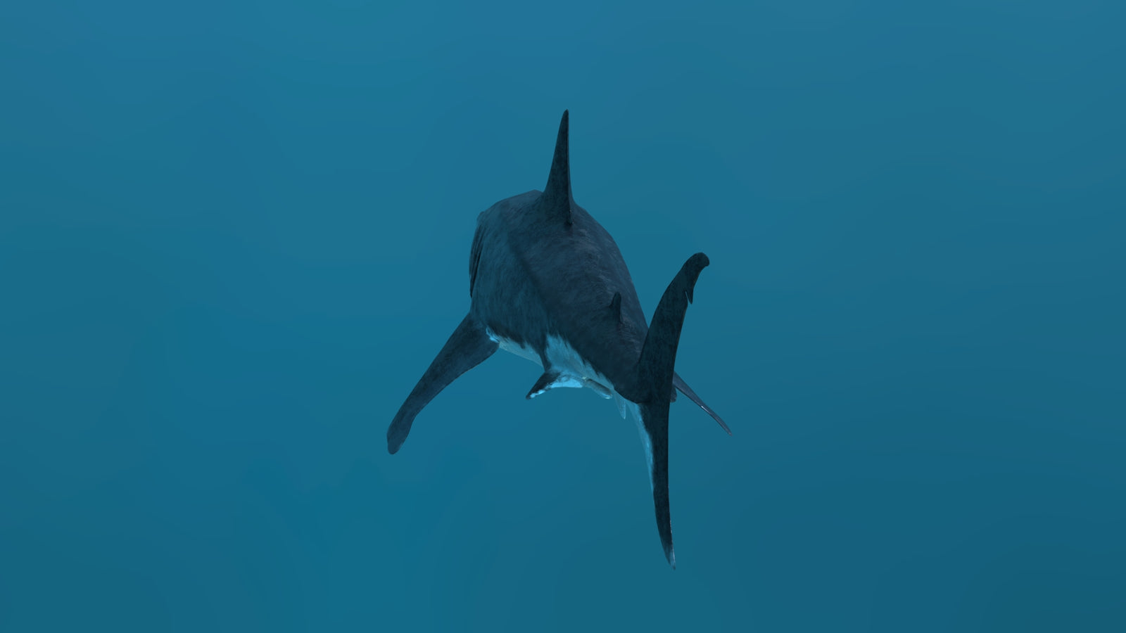 Animated Great White Shark 3D Model 360° view 2 frame 28