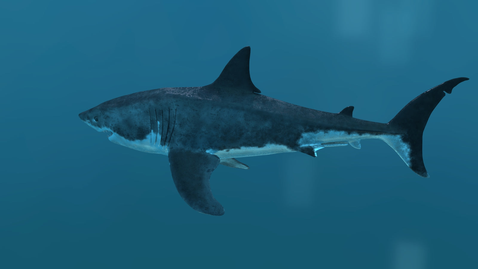 Great White Shark 3D Model 360° view 2 frame 35