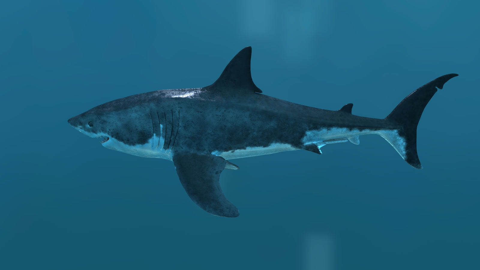 Animated Great White Shark 3D Model 360° view 2 frame 36