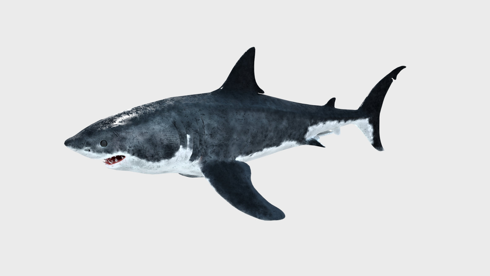 Great White Shark 3D Model 360° view 1 frame 3