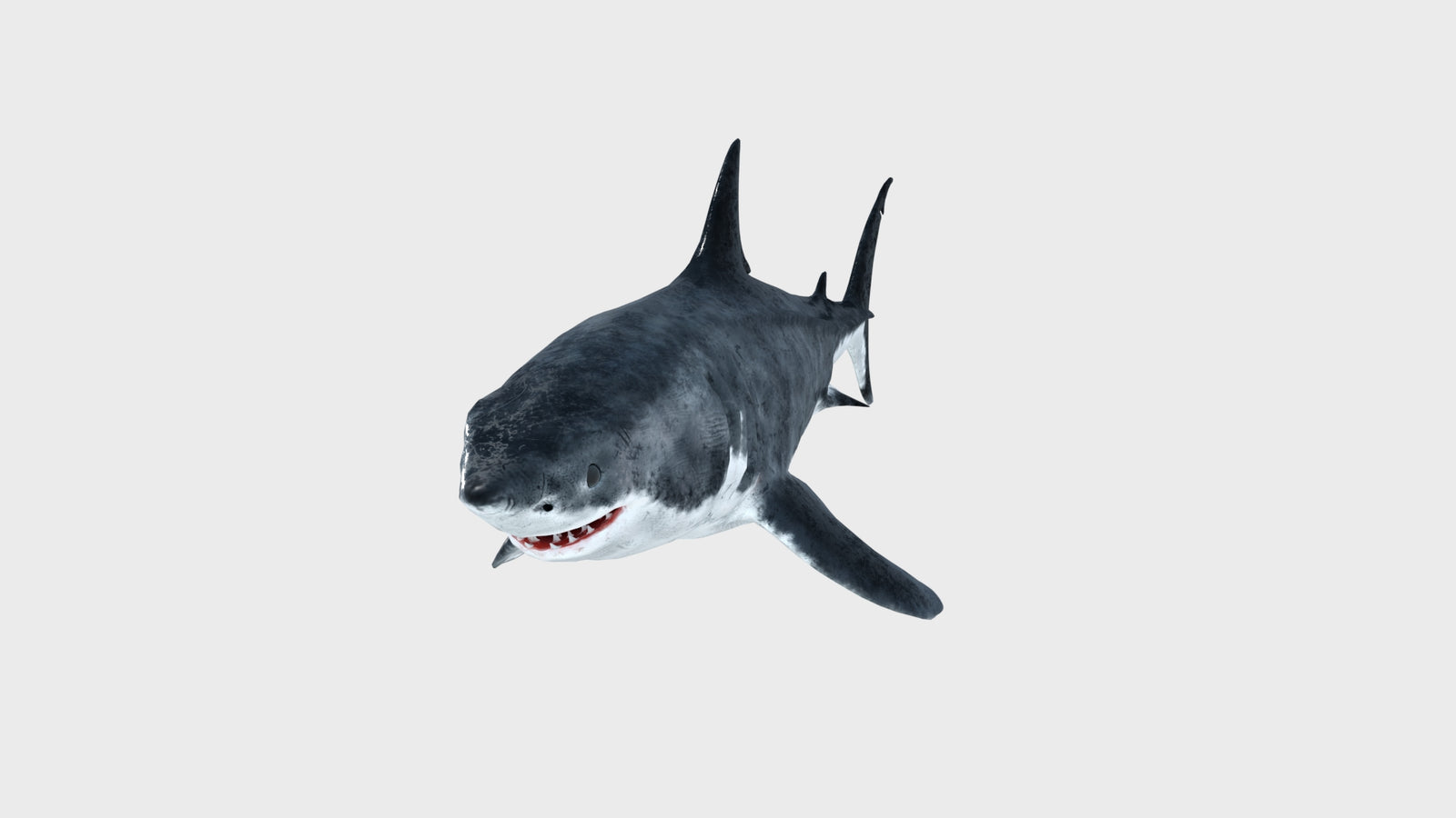Great White Shark 3D Model 360° view 1 frame 7