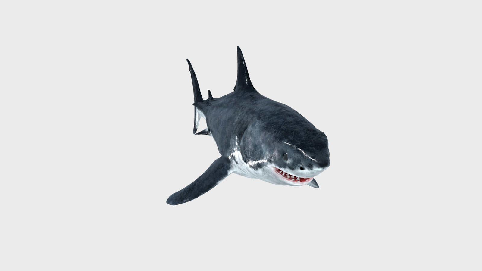 Great White Shark 3D Model 360° view 1 frame 11