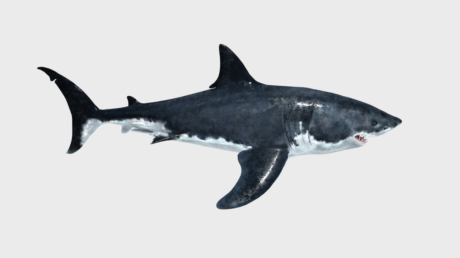 Great White Shark 3D Model 360° view 1 frame 17