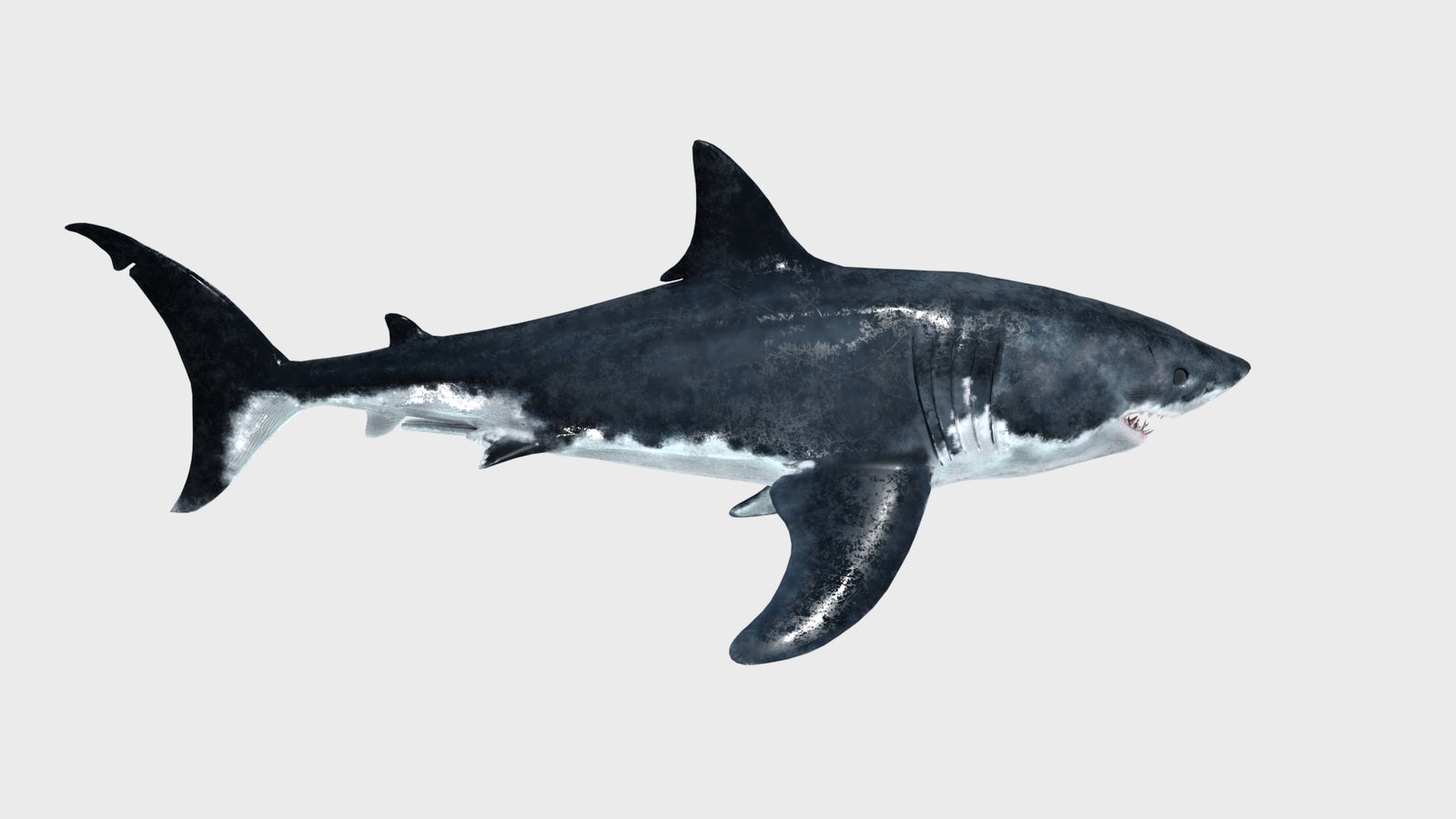 Great White Shark 3D Model 360° view 1 frame 18