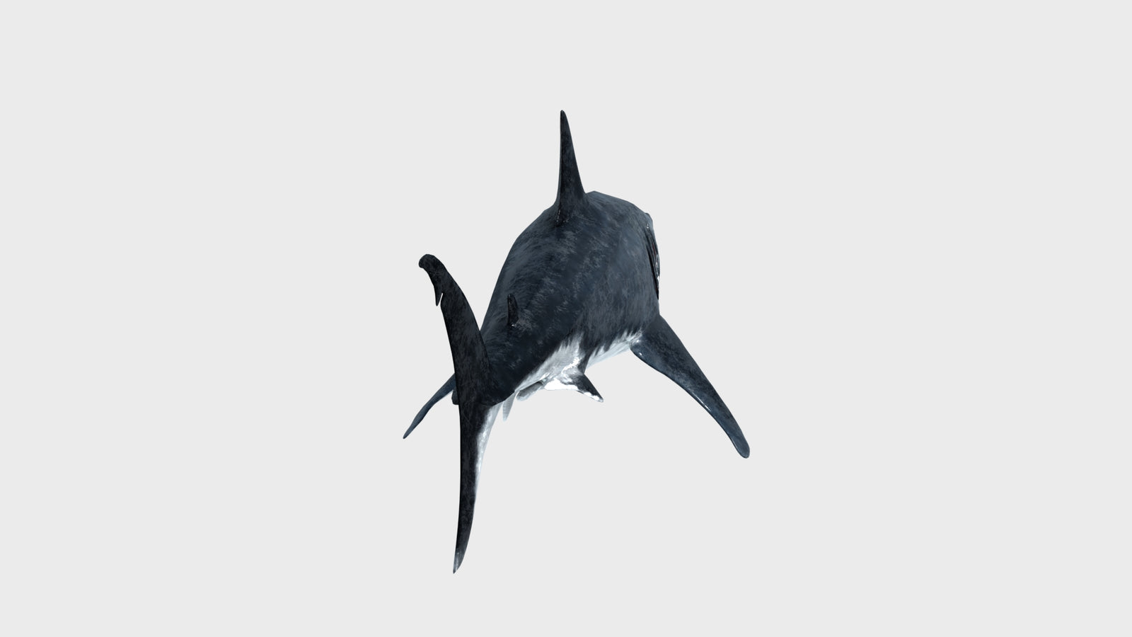 Great White Shark 3D Model 360° view 1 frame 26