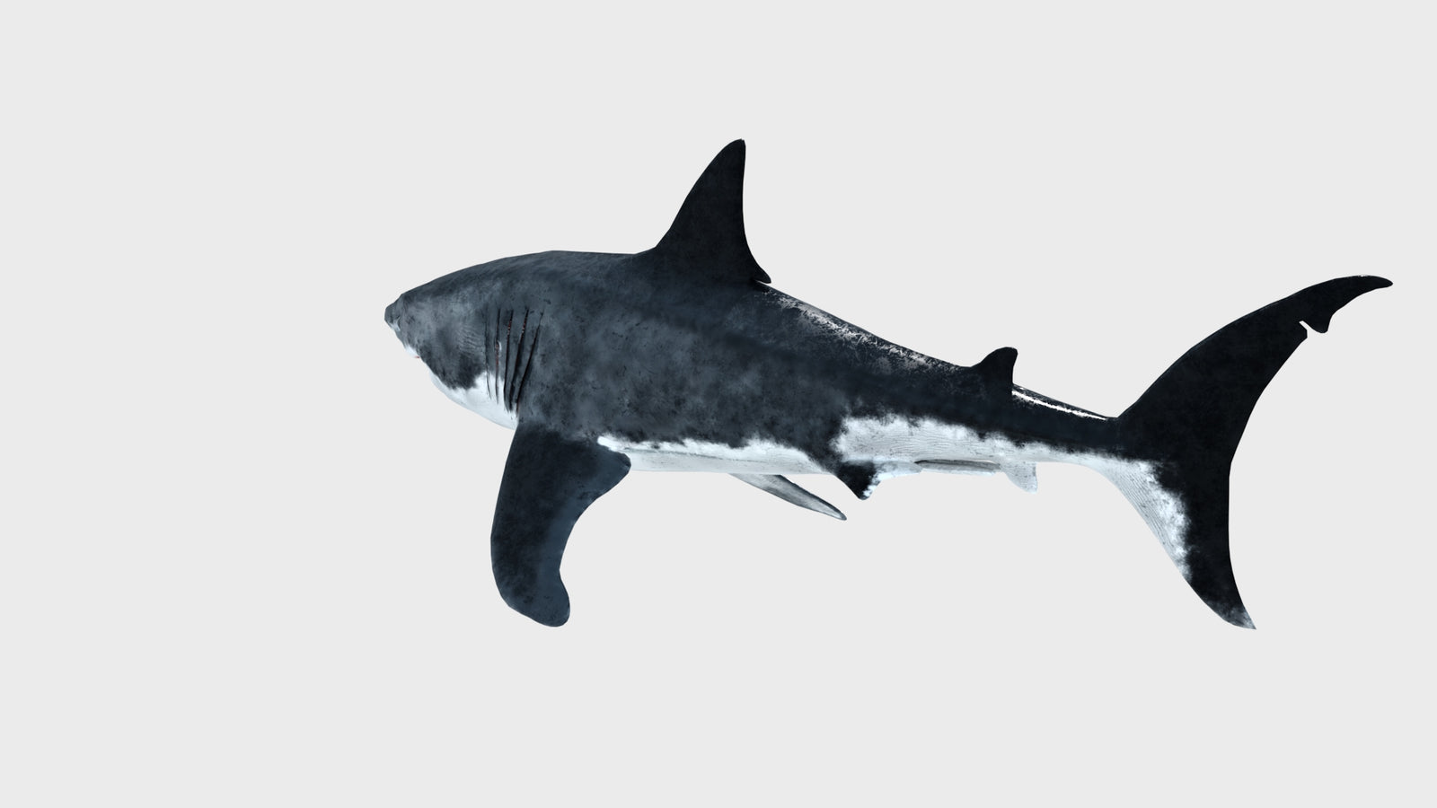 Great White Shark 3D Model 360° view 1 frame 32