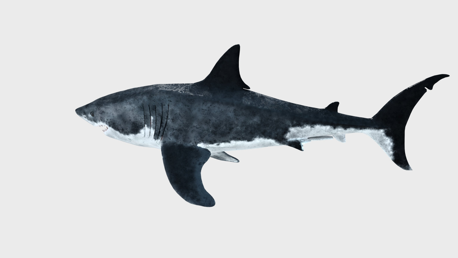 Great White Shark 3D Model 360° view 1 frame 35