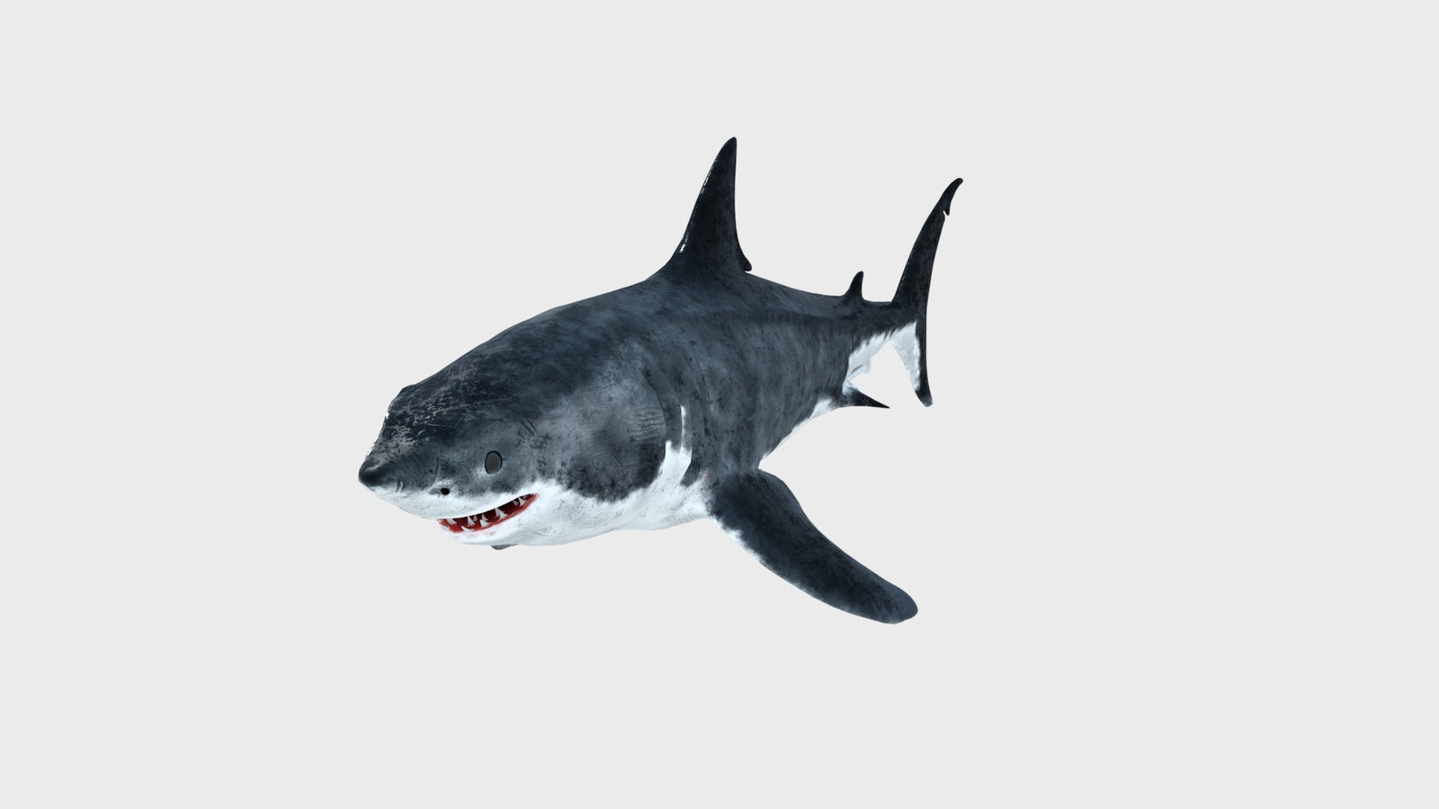 Animated Great White Shark 3D Model 360° view 1 frame 6