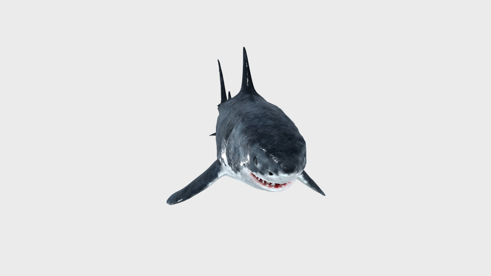 Animated Great White Shark 3D Model 360° view 1 frame 10
