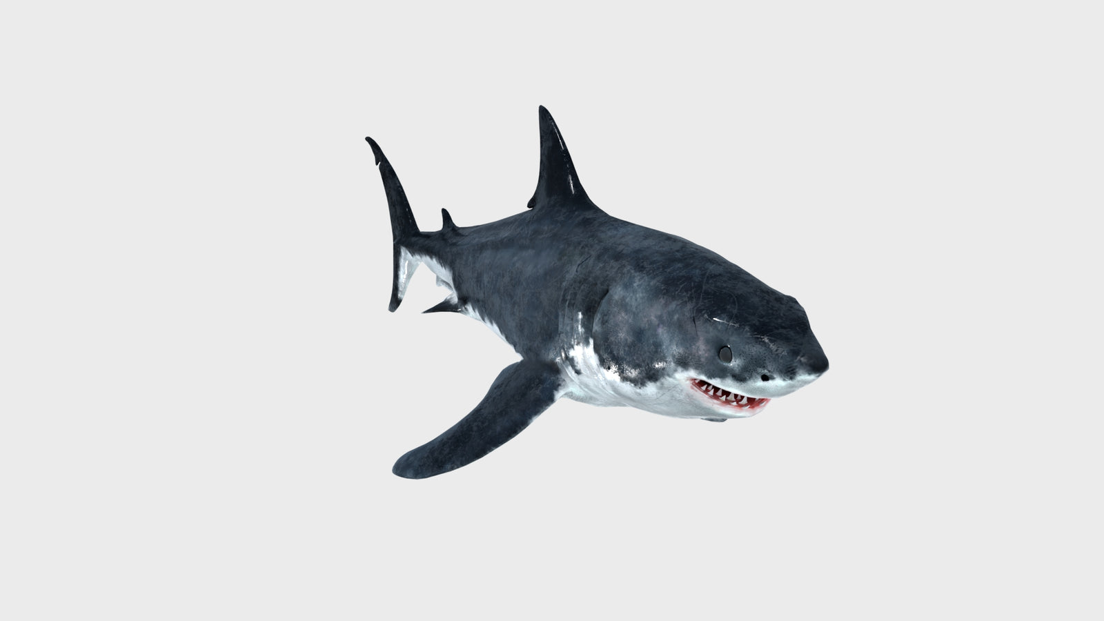 Animated Great White Shark 3D Model 360° view 1 frame 12