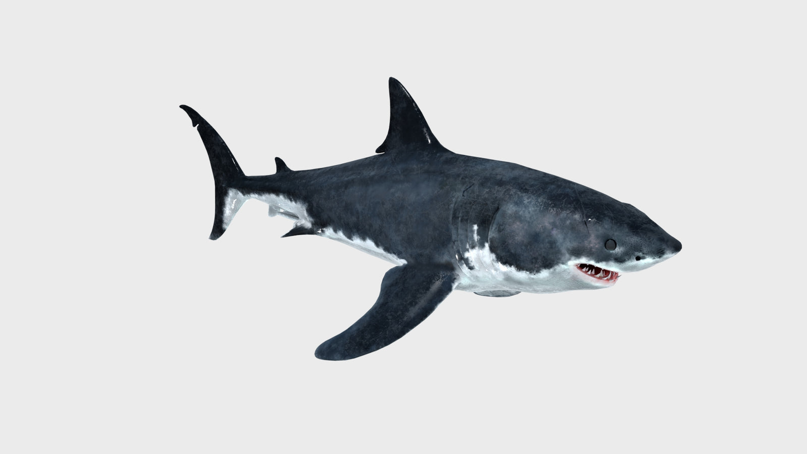Animated Great White Shark 3D Model 360° view 1 frame 14