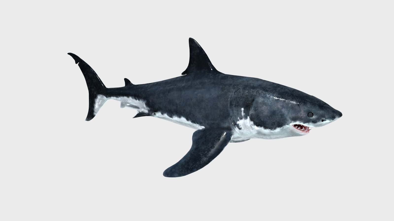 Animated Great White Shark 3D Model 360° view 1 frame 15