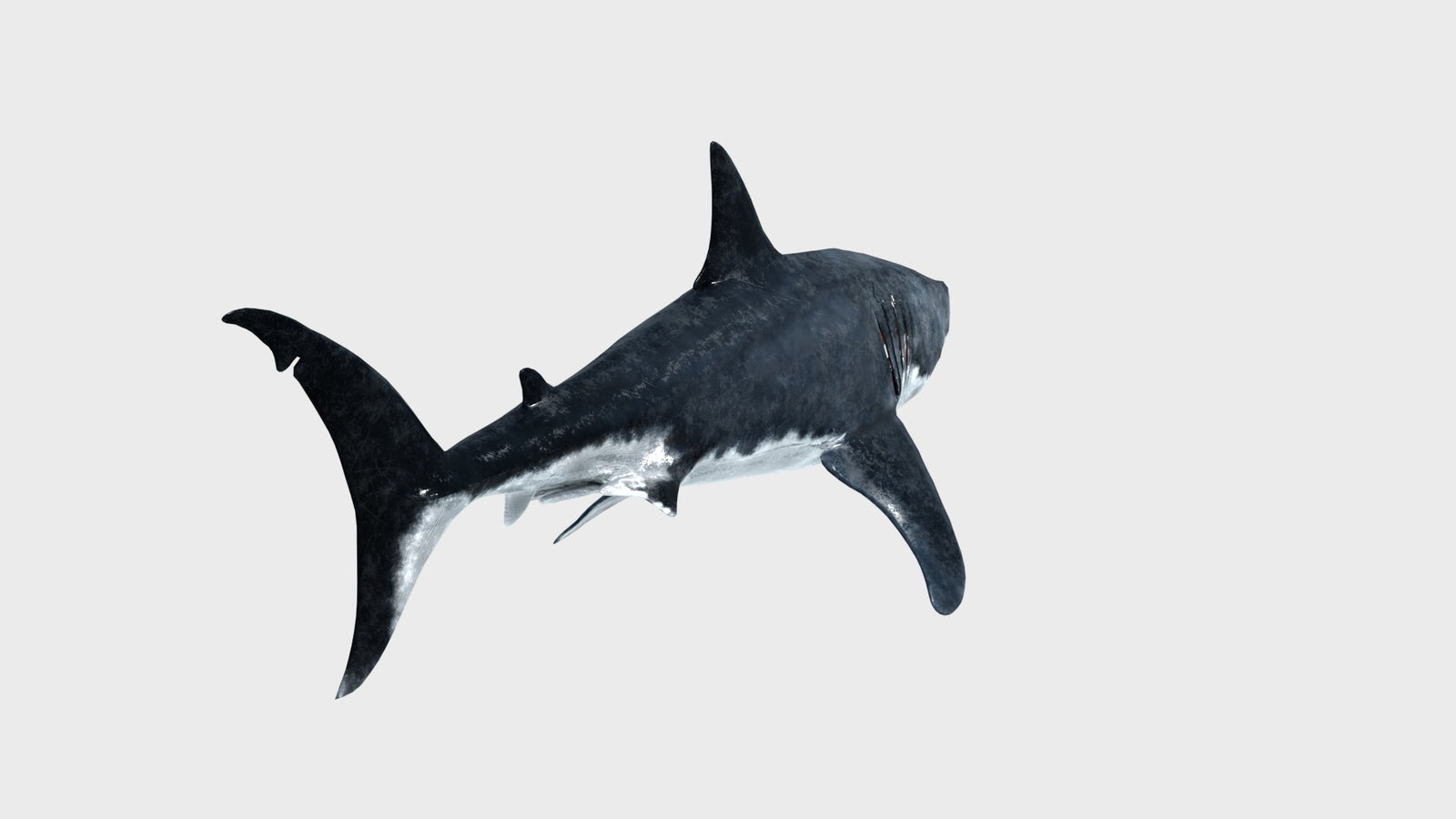 Animated Great White Shark 3D Model 360° view 1 frame 24