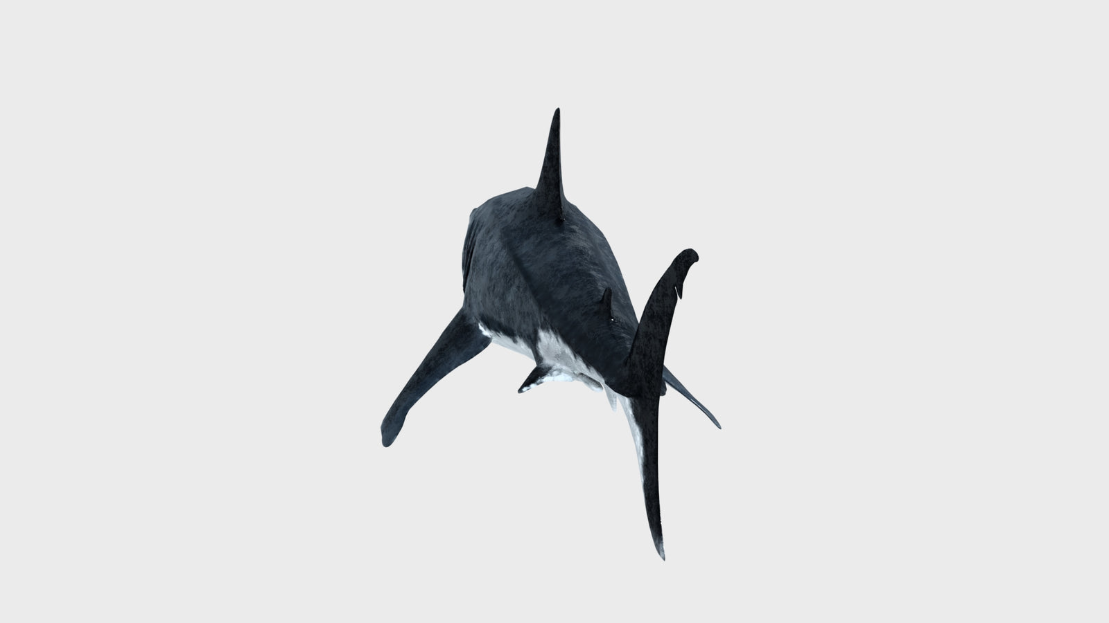 Animated Great White Shark 3D Model 360° view 1 frame 28