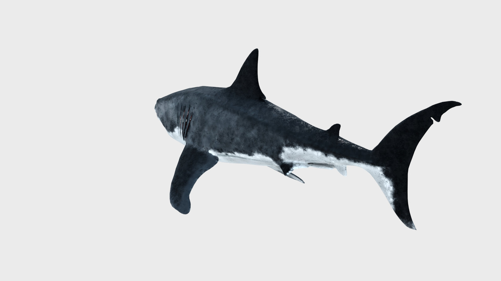 Animated Great White Shark 3D Model 360° view 1 frame 31