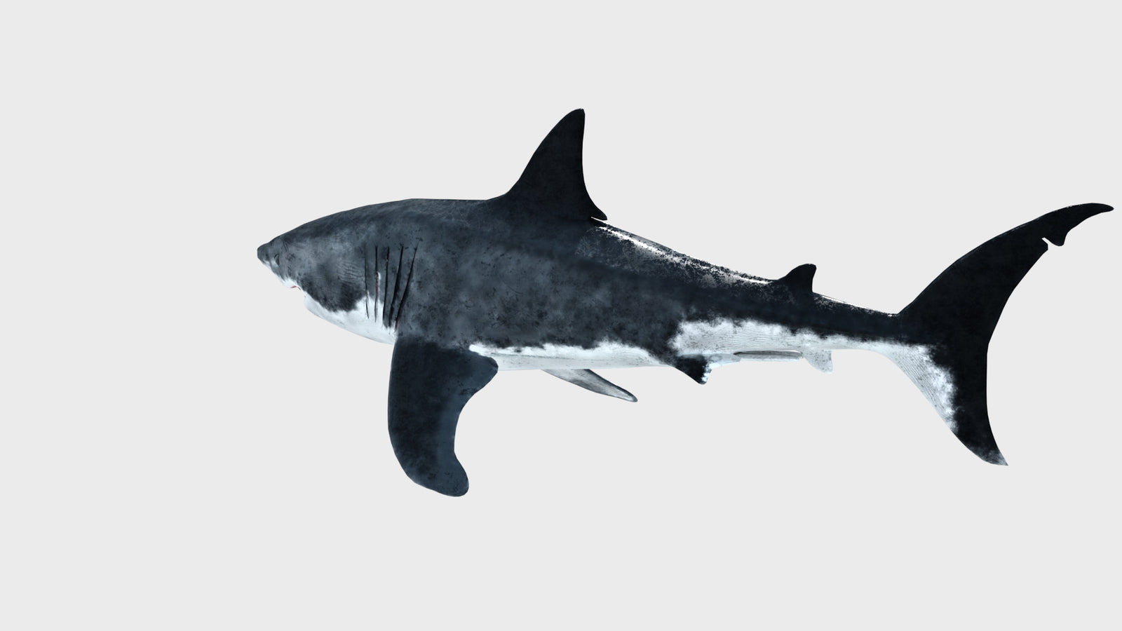 Animated Great White Shark 3D Model 360° view 1 frame 33