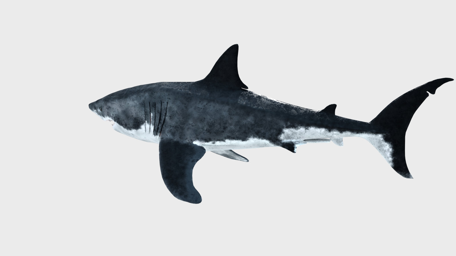 Animated Great White Shark 3D Model 360° view 1 frame 34
