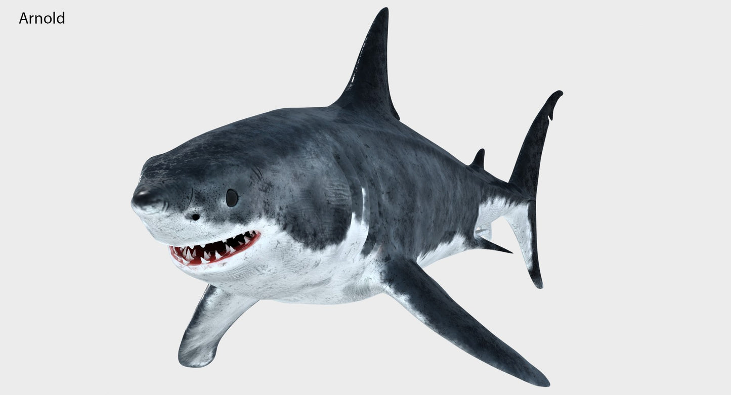Great White Shark 3D Model