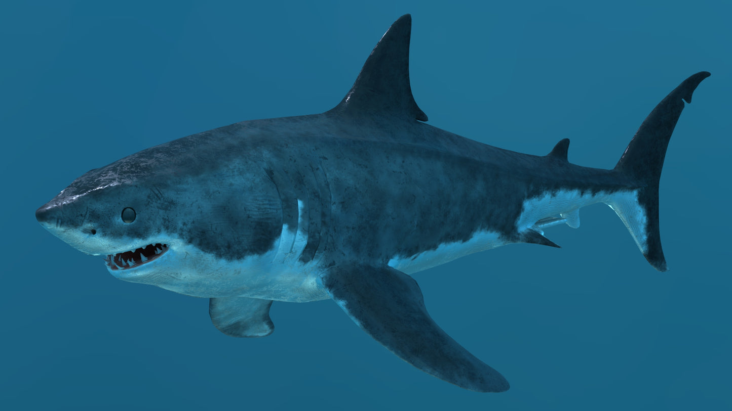 Great White Shark 3D Model