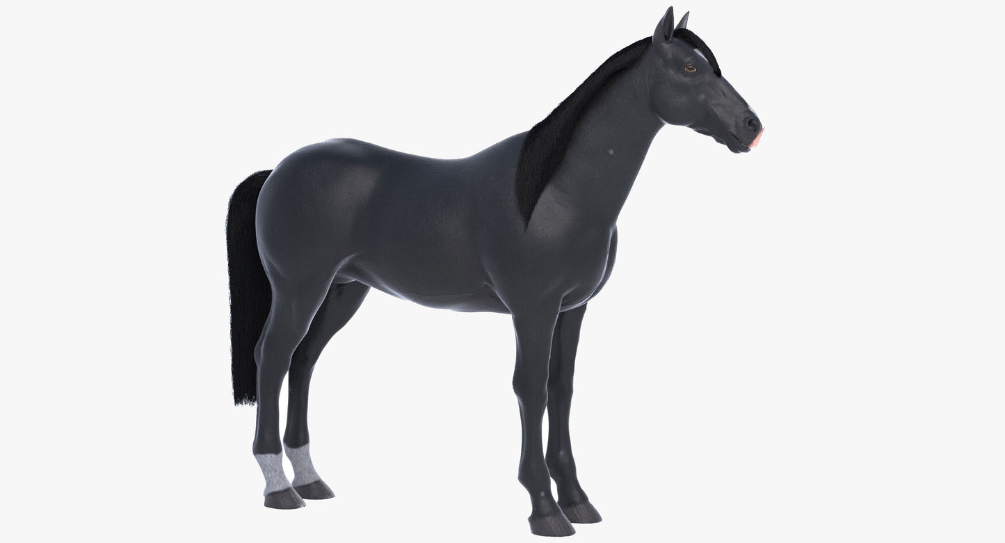 Horse Black 3D Model