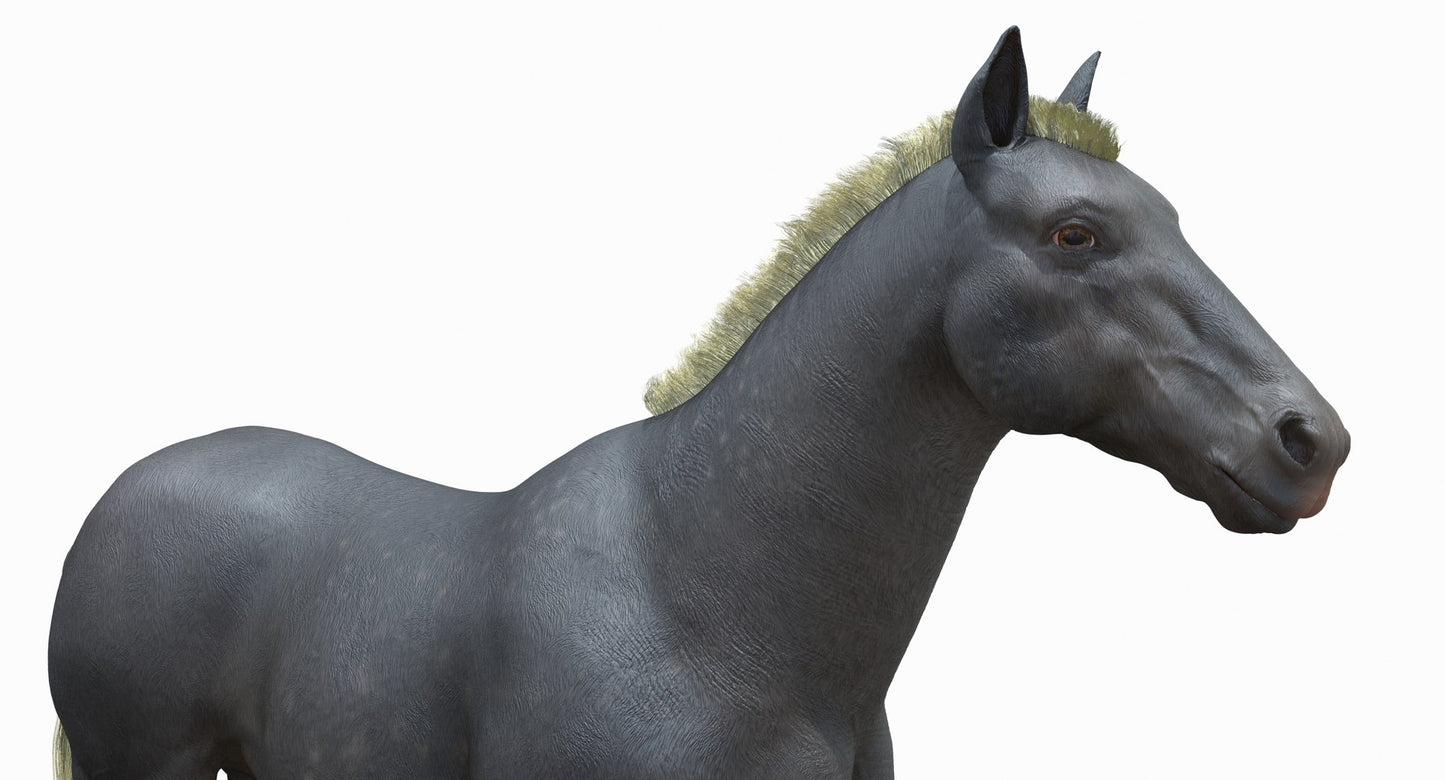 Horse Grey 3D Model