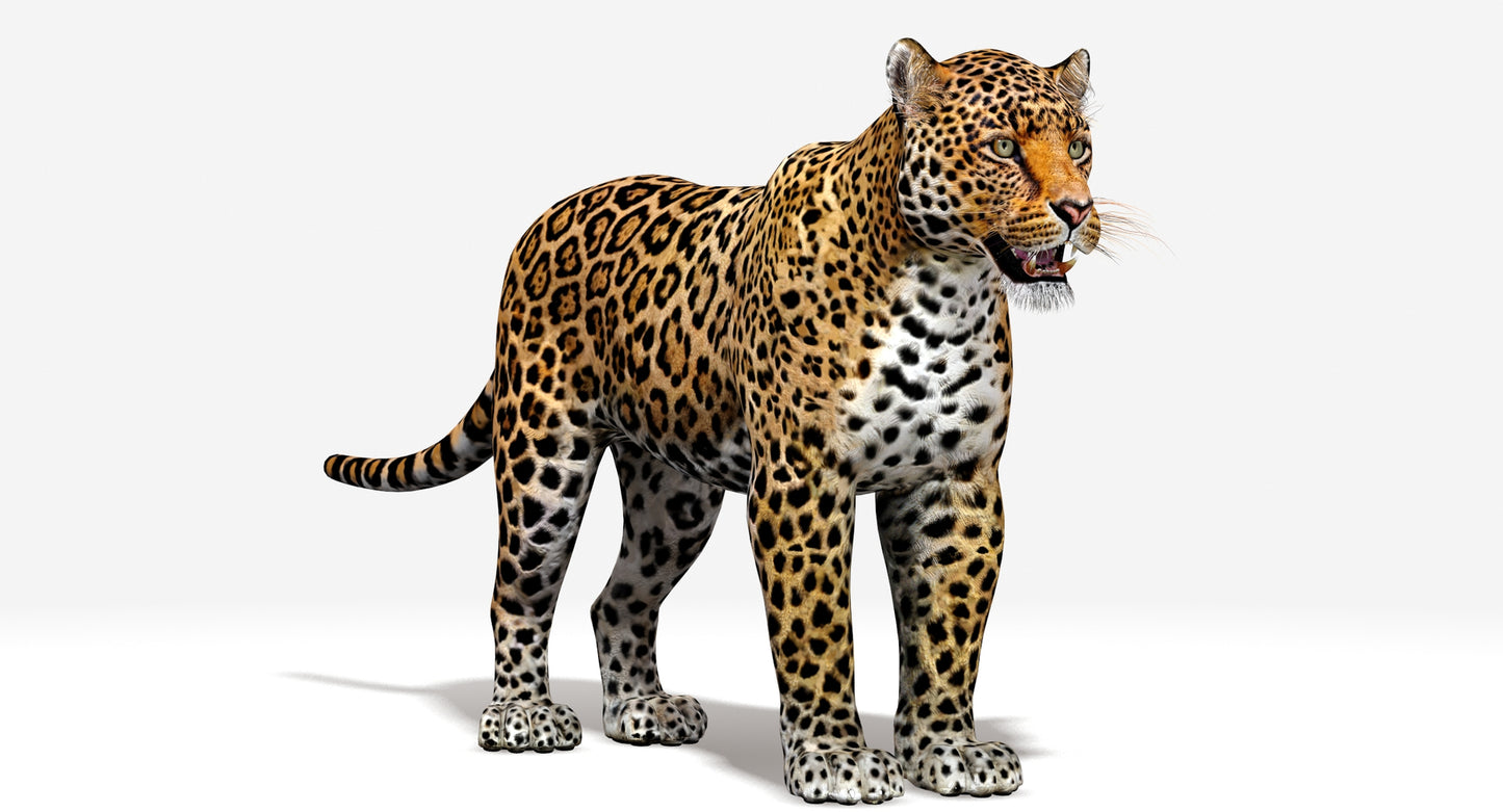 Big Cats 03 3D Model