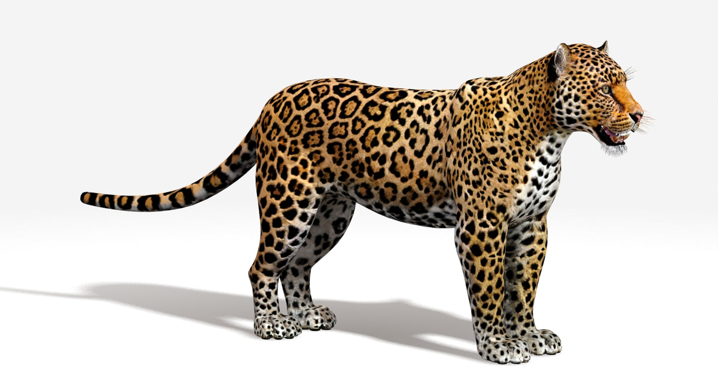 Big Cats 03 3D Model