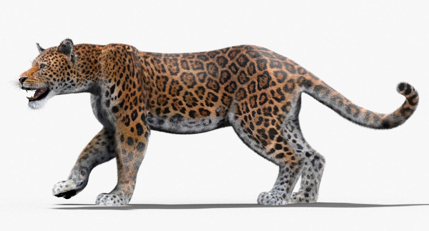 Jaguar Animated Fur 3D Model