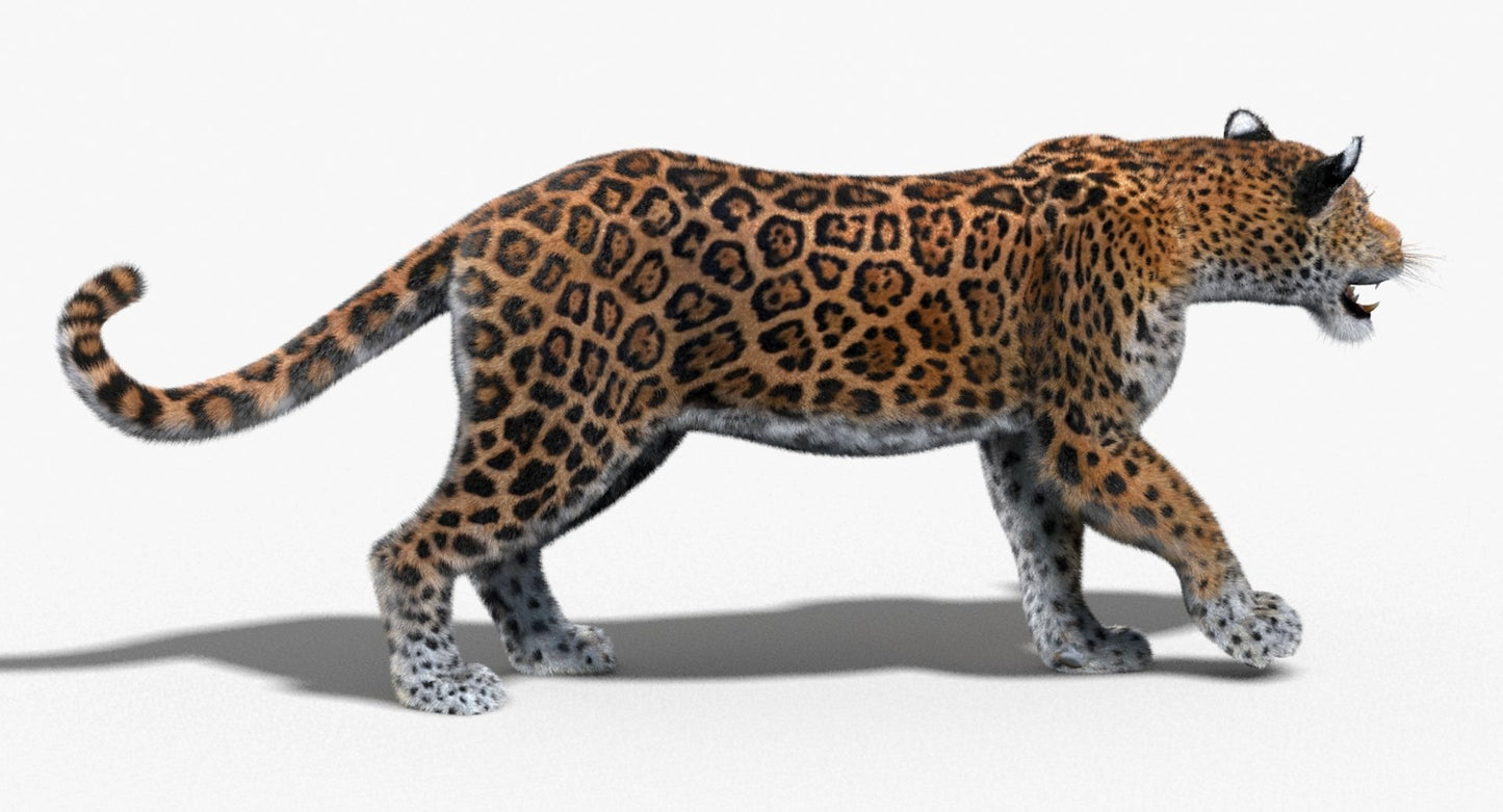 Jaguar Animated Fur 3D Model