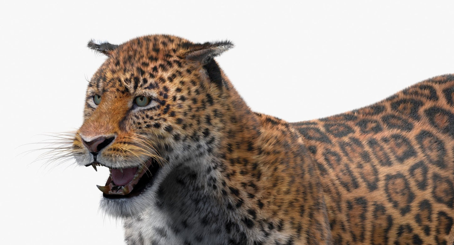 Jaguar Animated Fur 3D Model