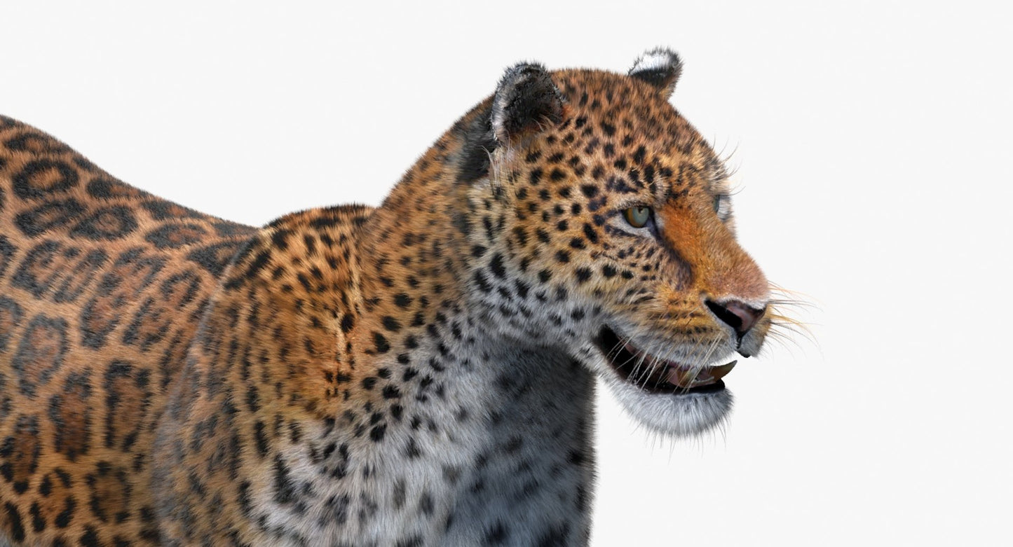 Jaguar Animated Fur 3D Model