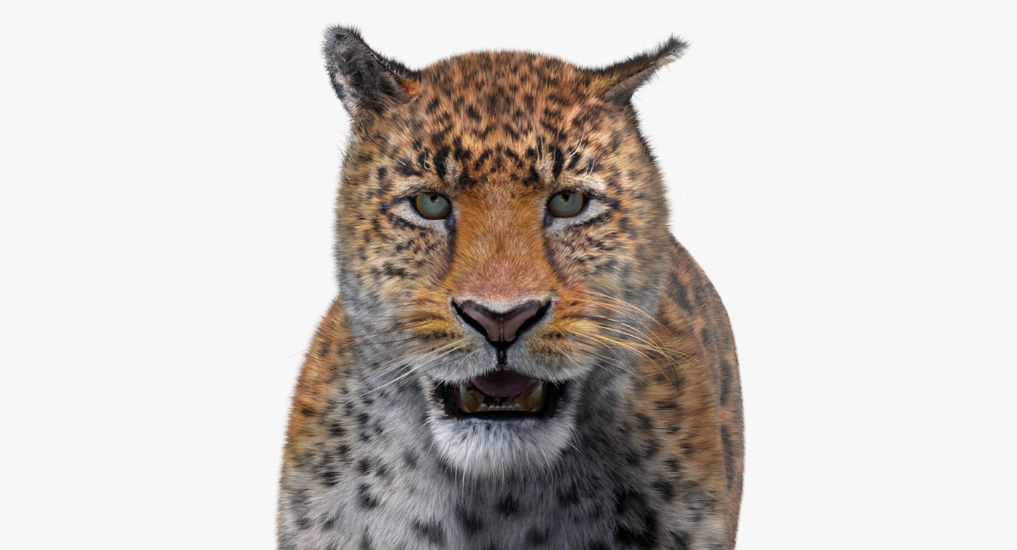 Jaguar Animated Fur 3D Model