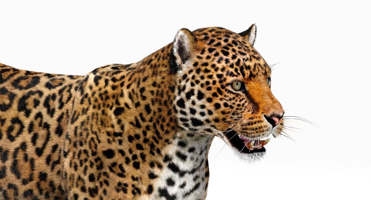 Jaguar Fur 3D Model