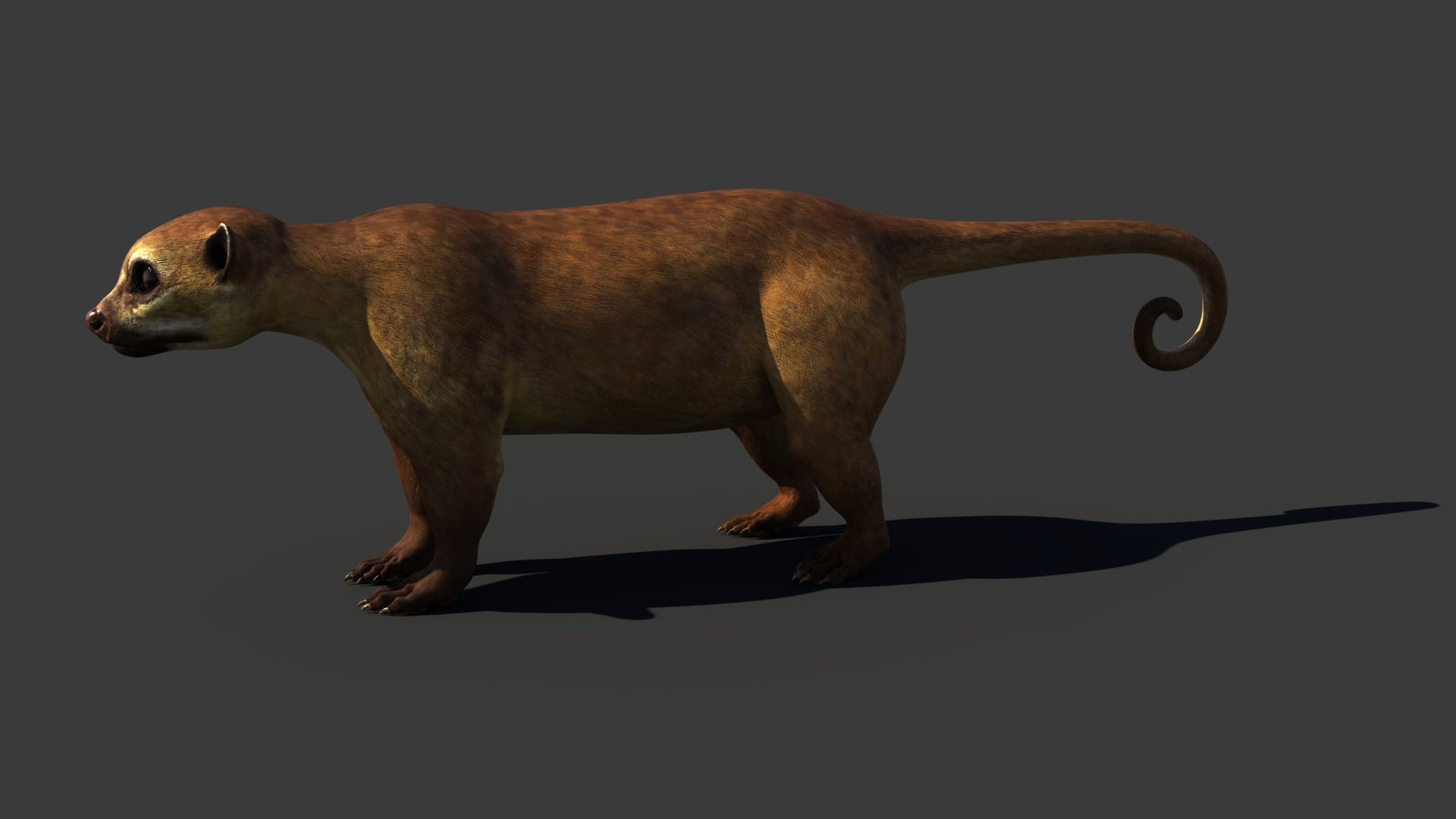 Kinkajou 3D Model 360° view 1 frame 2