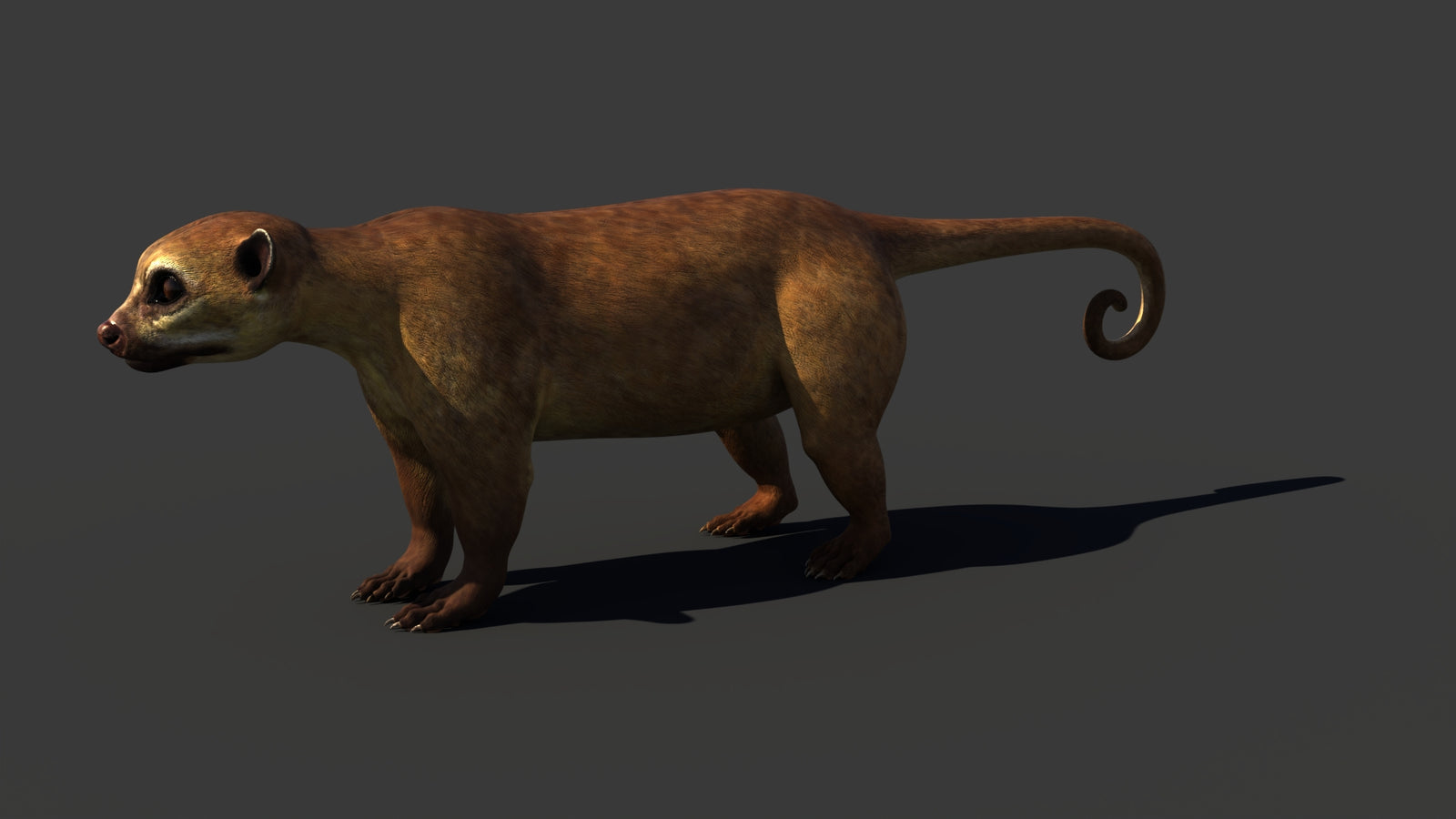 Kinkajou 3D Model 360° view 1 frame 3