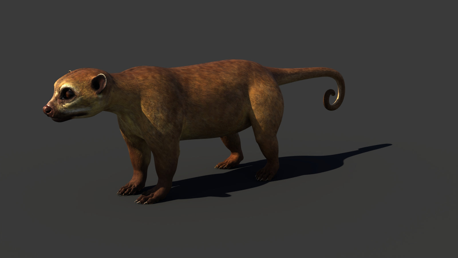 Kinkajou 3D Model 360° view 1 frame 4