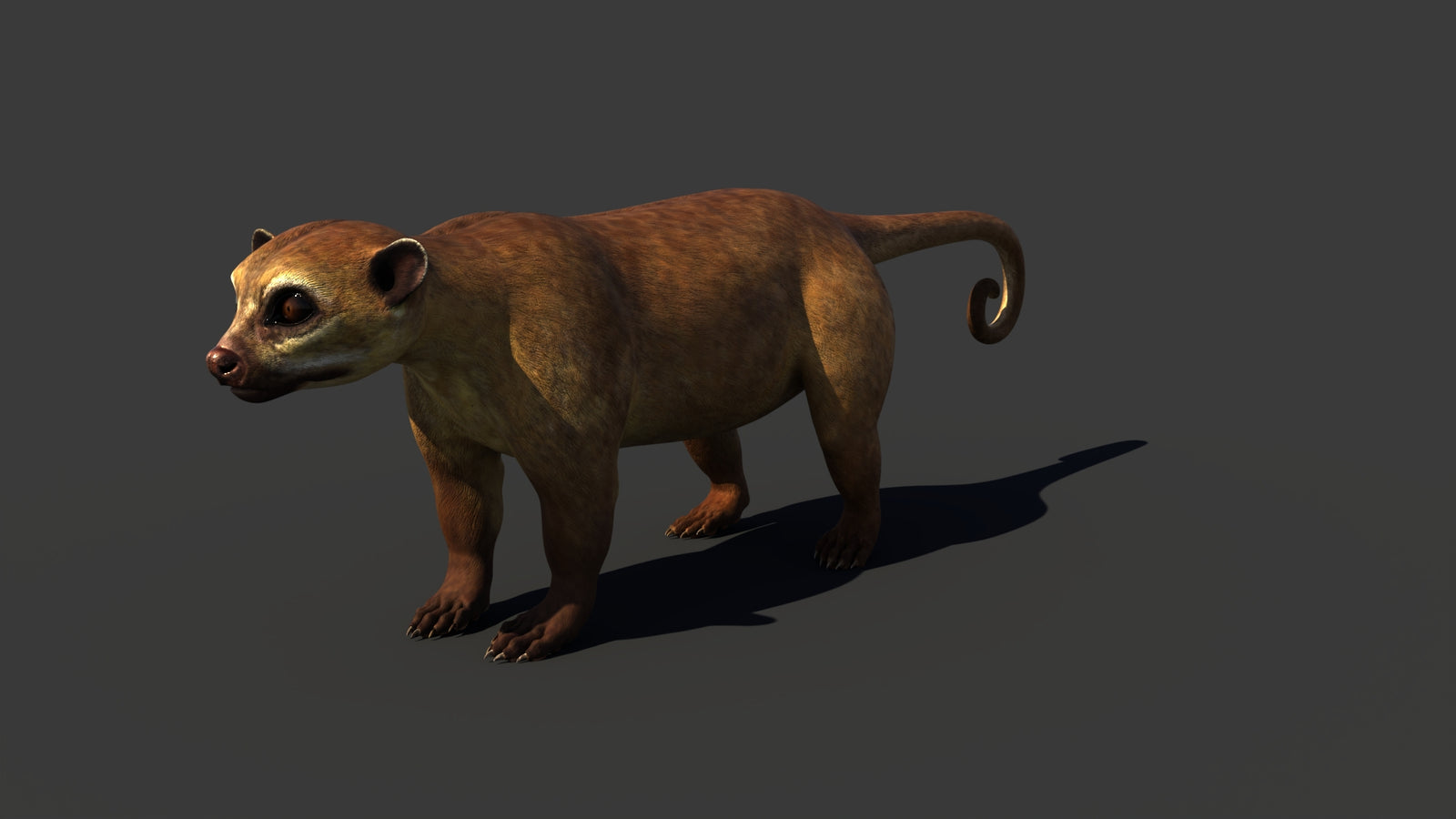 Kinkajou 3D Model 360° view 1 frame 5