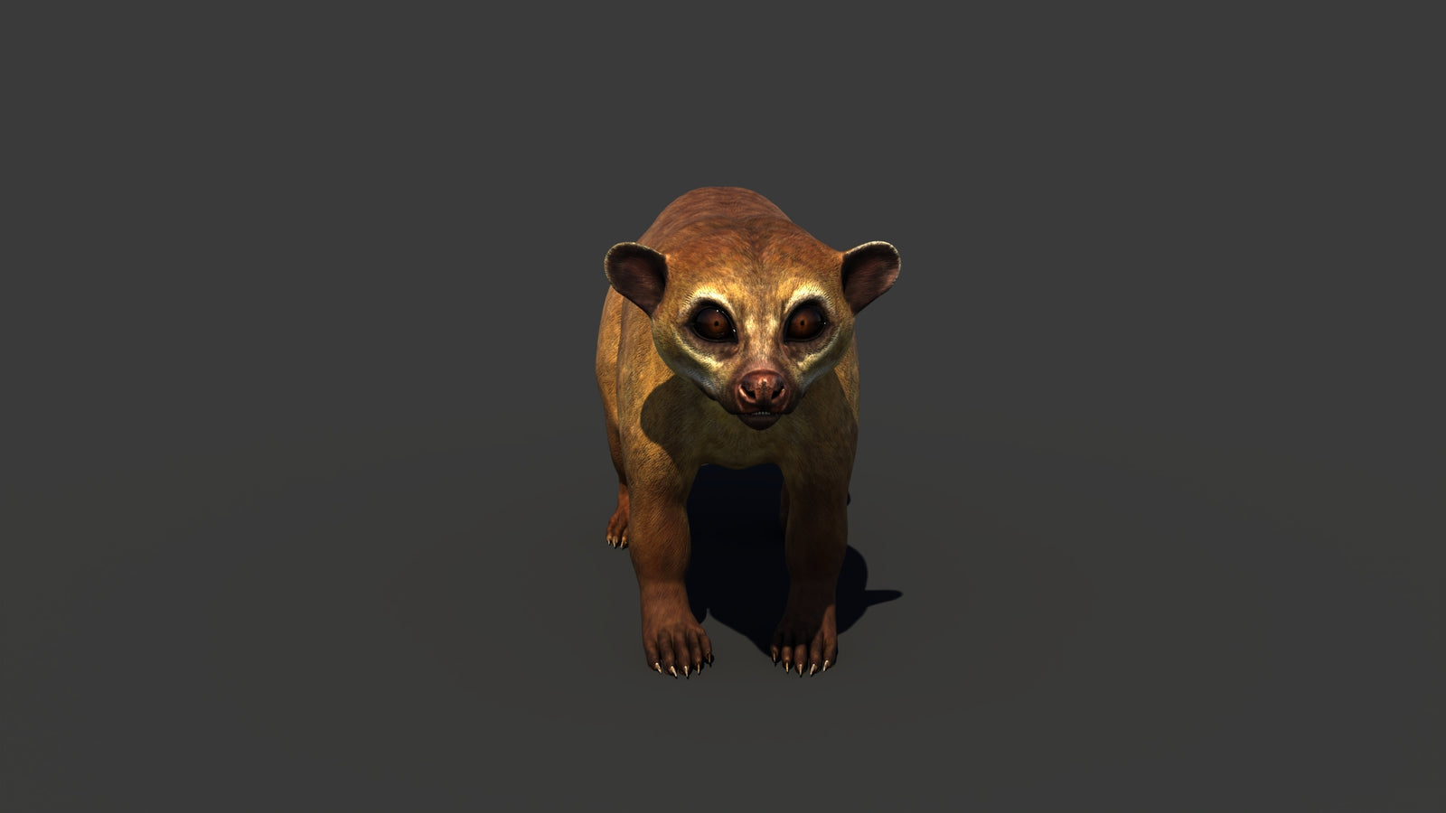 Kinkajou 3D Model 360° view 1 frame 9