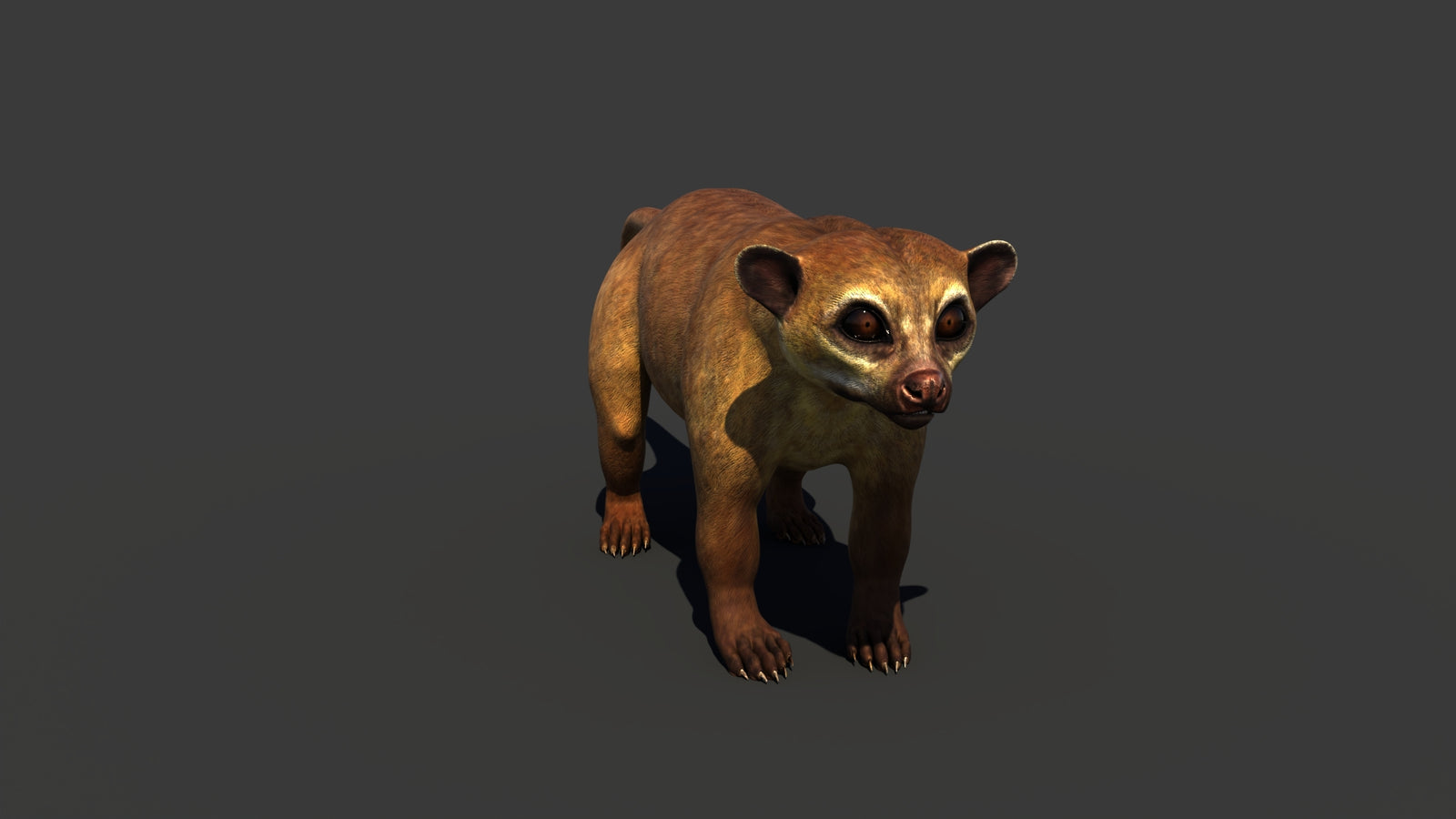 Kinkajou 3D Model 360° view 1 frame 10