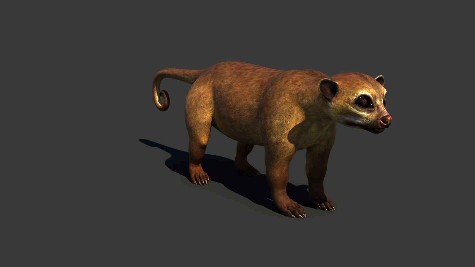 Kinkajou 3D Model 360° view 1 frame 12