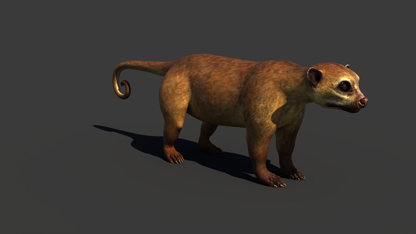 Kinkajou 3D Model 360° view 1 frame 13