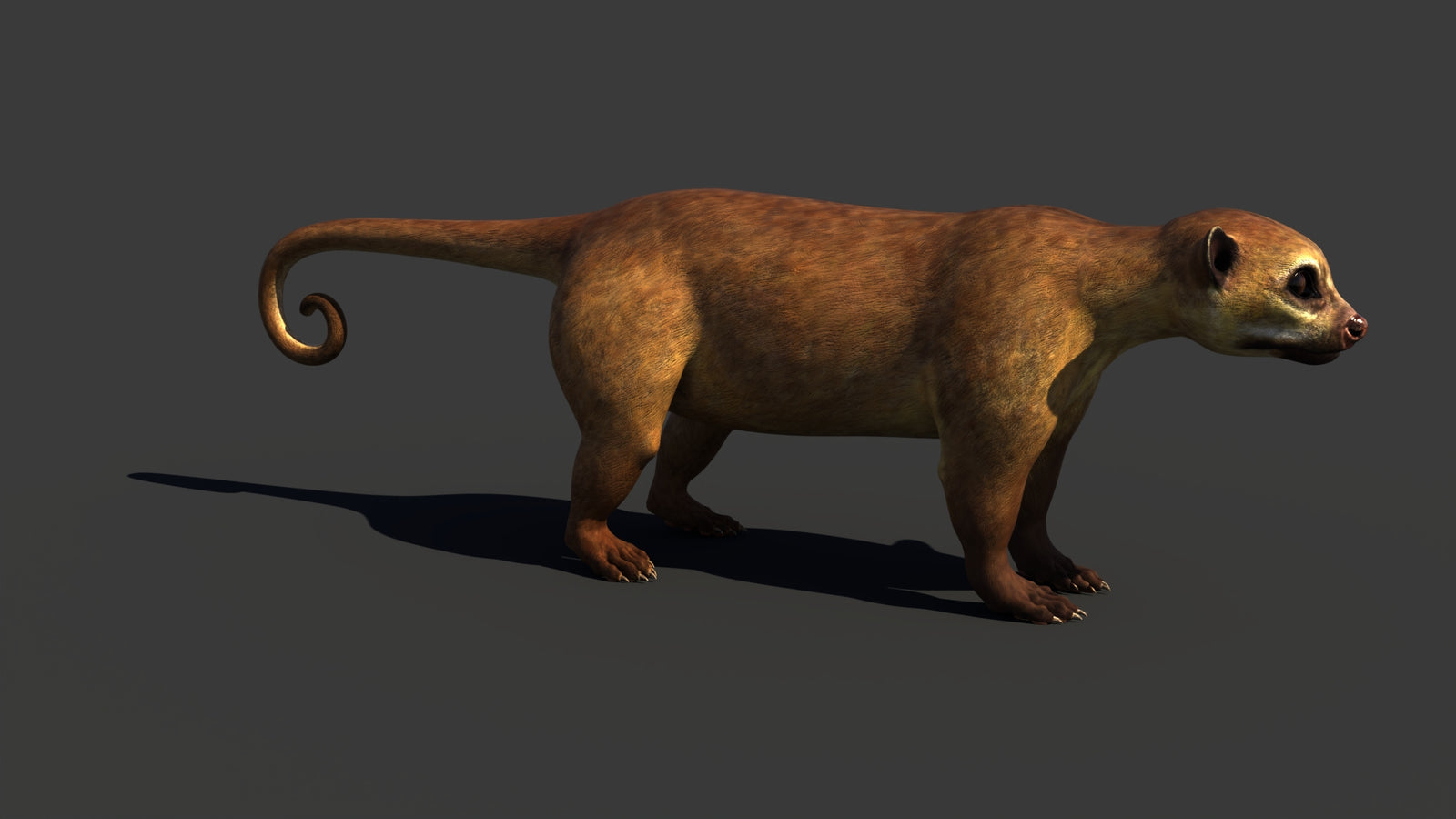 Kinkajou 3D Model 360° view 1 frame 15