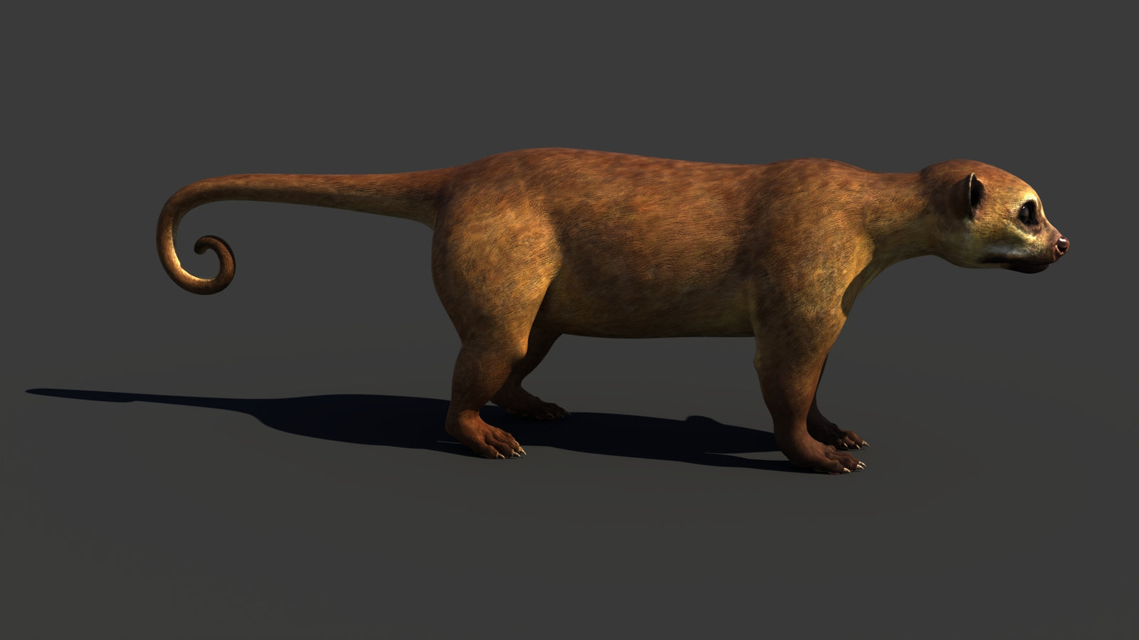 Kinkajou 3D Model 360° view 1 frame 16