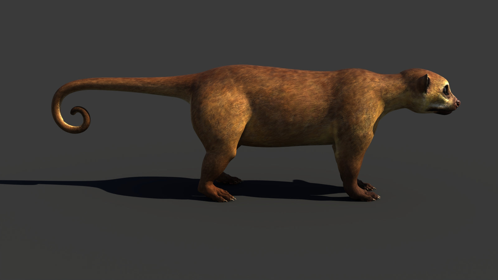 Kinkajou 3D Model 360° view 1 frame 17