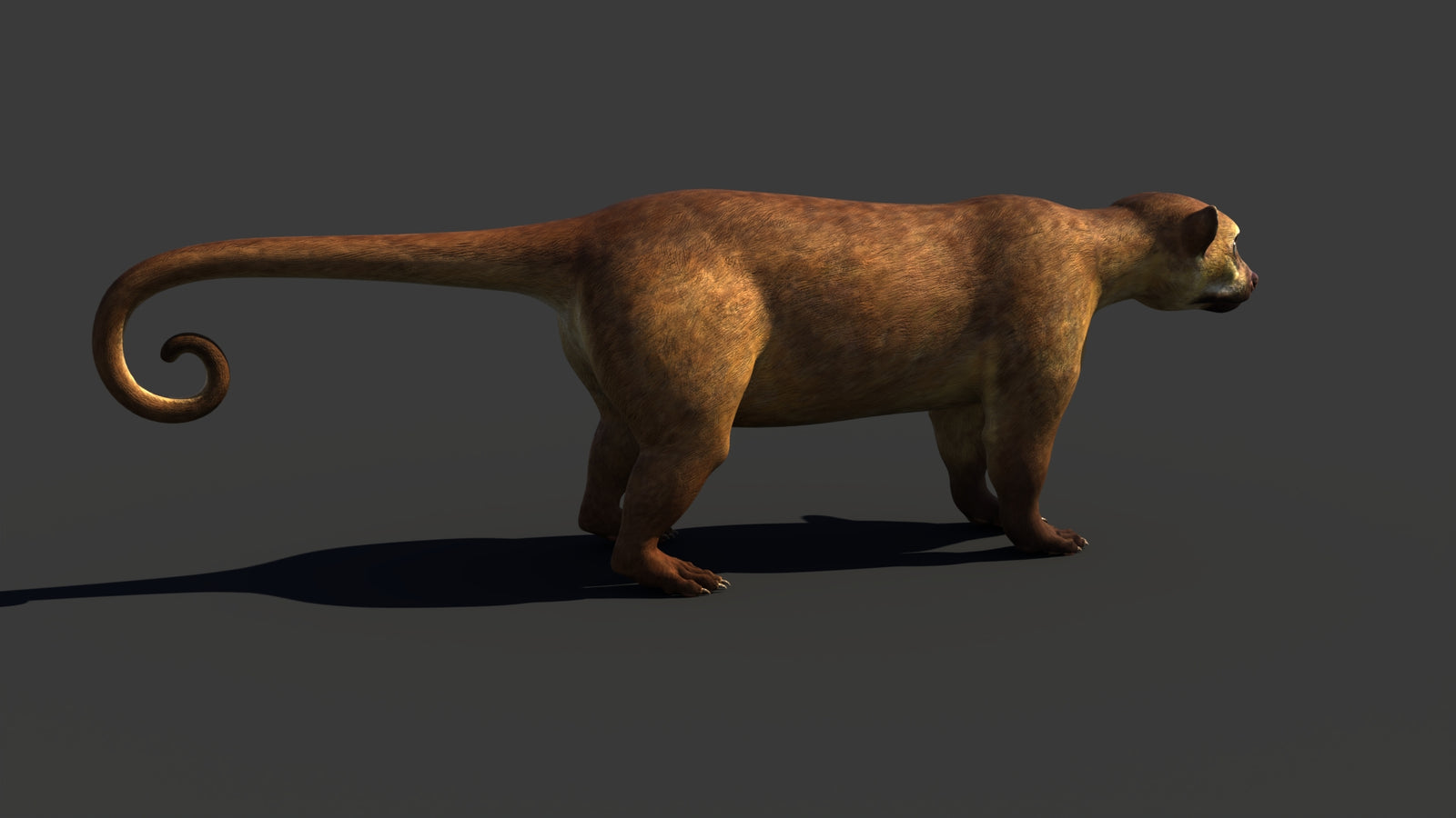 Kinkajou 3D Model 360° view 1 frame 19
