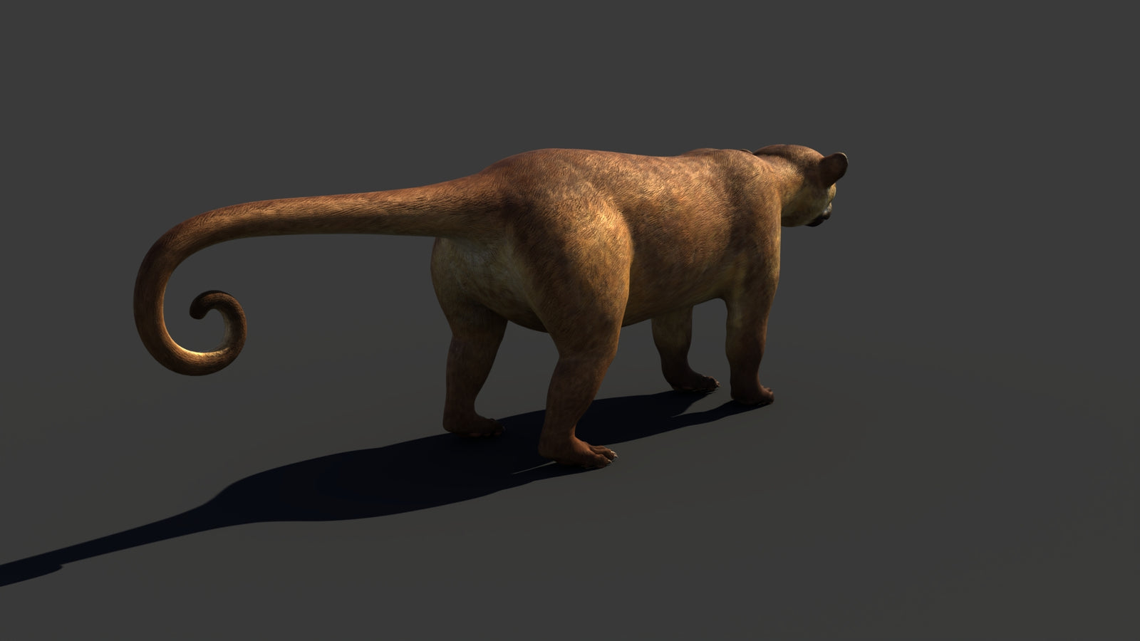 Kinkajou 3D Model 360° view 1 frame 22